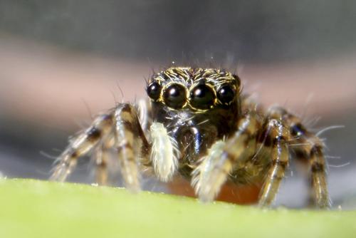 Réf. 146 442 : Pseudeuophrys sp.