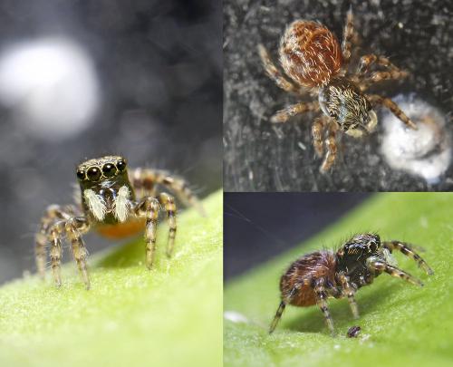 Réf. 146 438 : Pseudeuophrys sp.