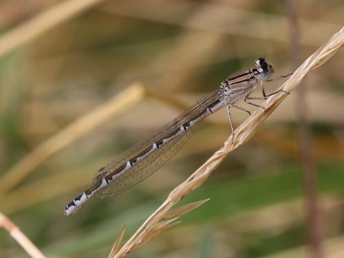 Enallagma cyathigerum