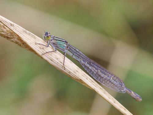 Enallagma cyathigerum