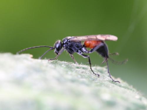 Réf. 146 220 : Caliadurgus fasciatellus