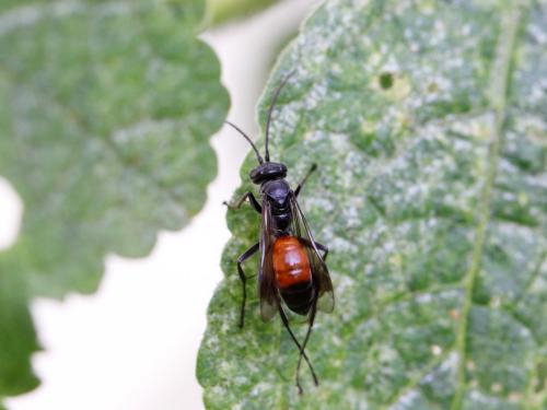 Réf. 146 126 : Caliadurgus fasciatellus