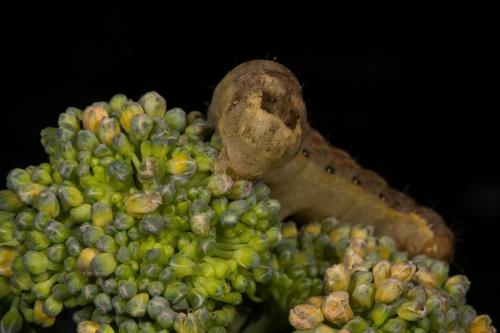 Mamestra brassicae