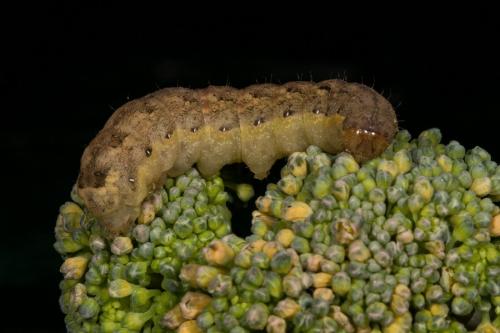 Réf. 146 214 : Mamestra brassicae