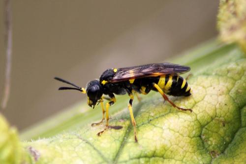 Tenthredo sp.