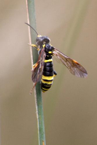 Tenthredo sp.