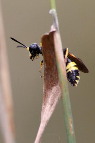 Tenthredo sp.