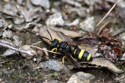 Réf. 146 655 : Cerceris rybyensis