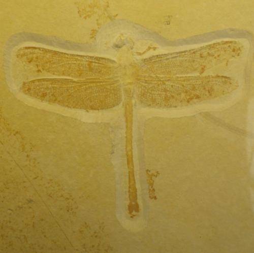 Réf. 146 128 : Urogomphus eximius