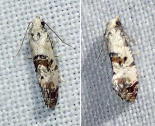 Réf. 146 716 : Cochylis hybridella