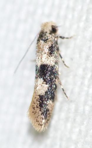 Infurcitinea atrifasciella