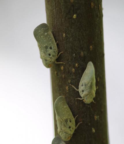 Metcalfa pruinosa