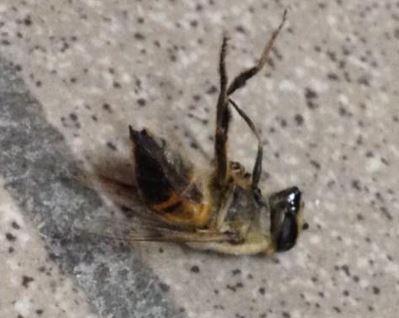 Eristalis sp.