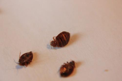 Cimex lectularius