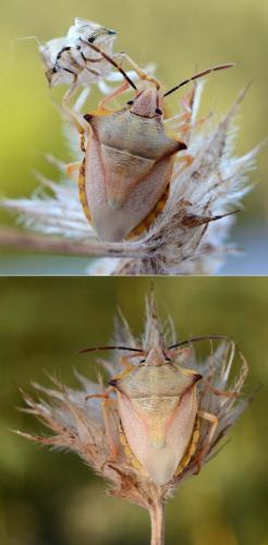 Carpocoris mediterraneus atlanticus