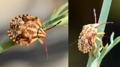Carpocoris mediterraneus atlanticus