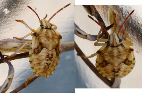Carpocoris mediterraneus atlanticus