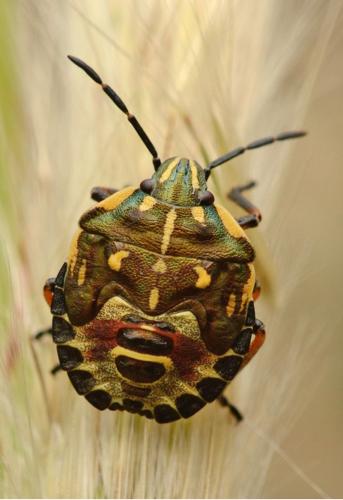 Réf. 146 190 : Carpocoris pudicus
