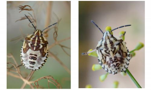 Carpocoris sp.