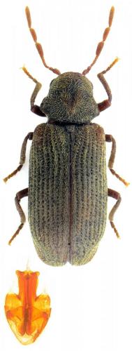 Réf. 146 799 : Anobium punctatum
