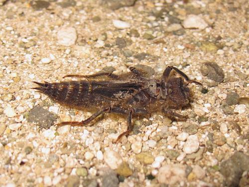 Réf. 146 869 : Cordulegaster bidentata