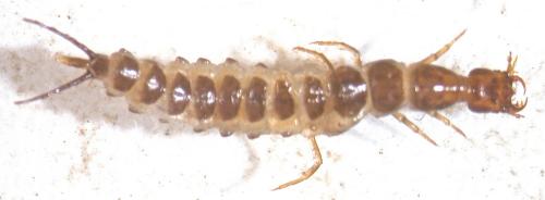 Réf. 146 518 : Nebria sp.