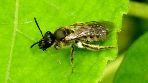 Réf. 146 654 : Lasioglossum sp.