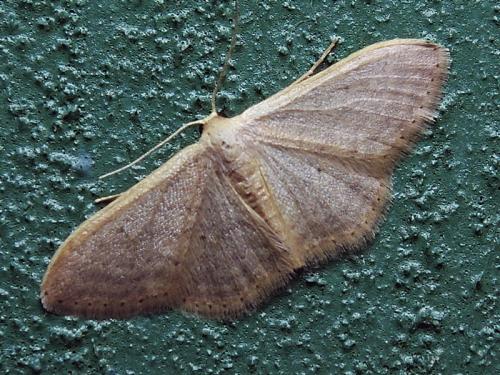 Réf. 146 831 : Idaea sp.