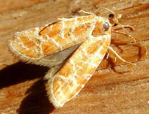 Rhyacionia pinicolana