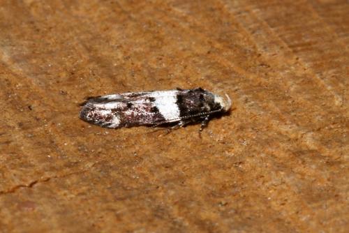 Réf. 146 121 : Recurvaria leucatella