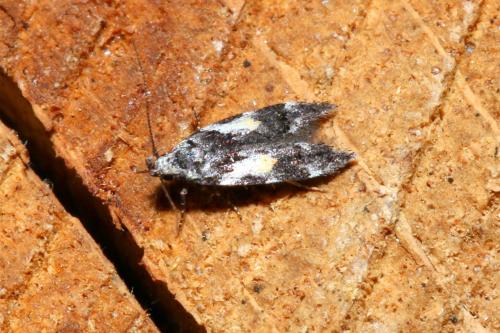 Teleiodes luculella