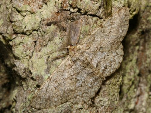Hypomecis punctinalis