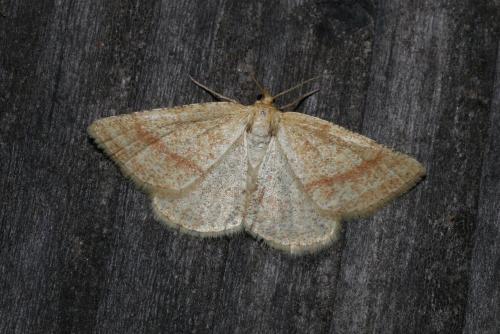 Aplasta ononaria