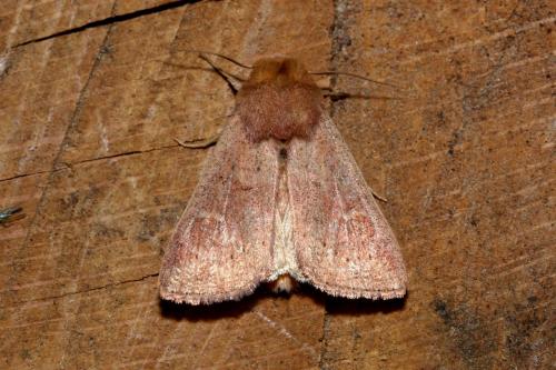 Réf. 146 198 : Mythimna ferrago