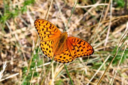 Argynnis adippe