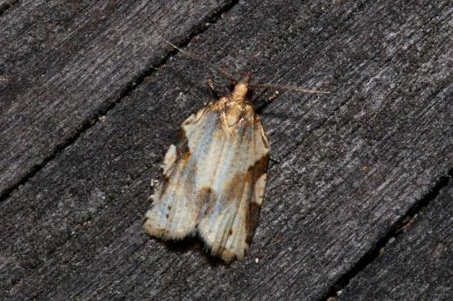 Clepsis spectrana
