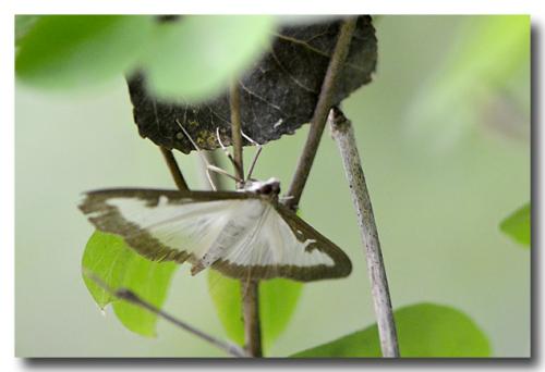 Cydalima perspectalis