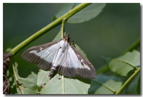 Cydalima perspectalis