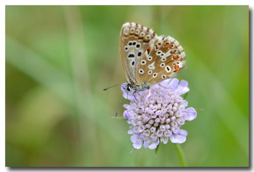 Polyommatus coridon