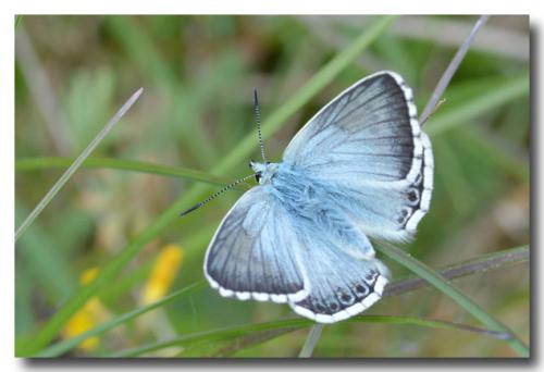 Réf. 146 960 : Polyommatus hispana