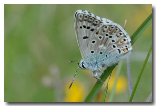 Réf. 146 961 : Polyommatus hispana