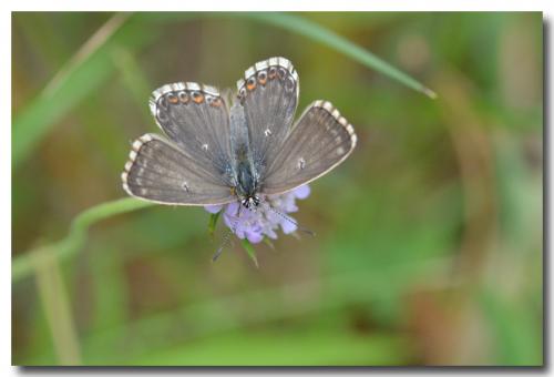 Polyommatus coridon