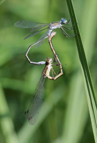 Lestes sponsa