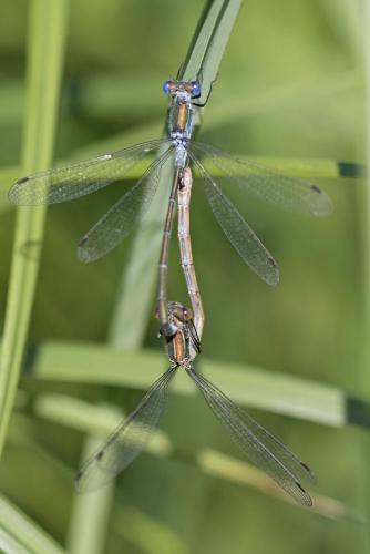 Lestes sponsa