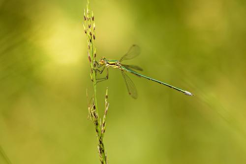 Réf. 146 118 : Lestes virens
