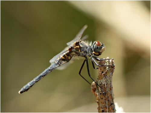 Leucorrhinia albifrons