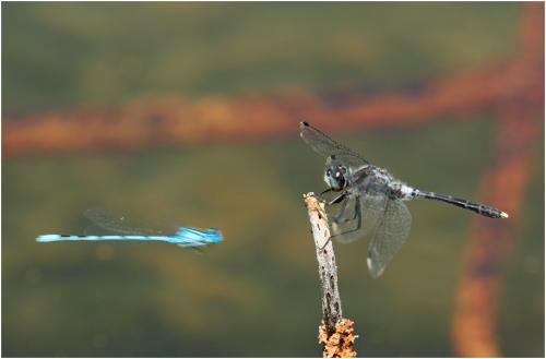 Leucorrhinia albifrons