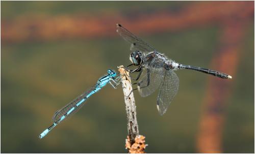 Leucorrhinia albifrons