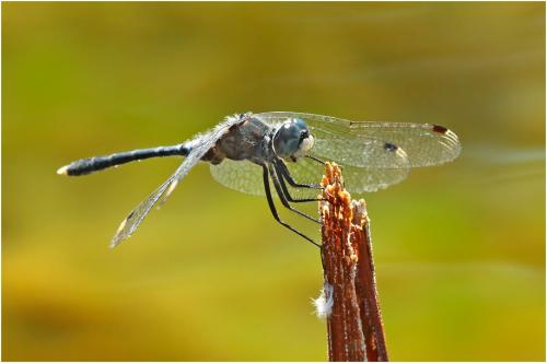 Leucorrhinia albifrons