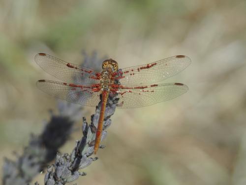 Sympetrum meridionale